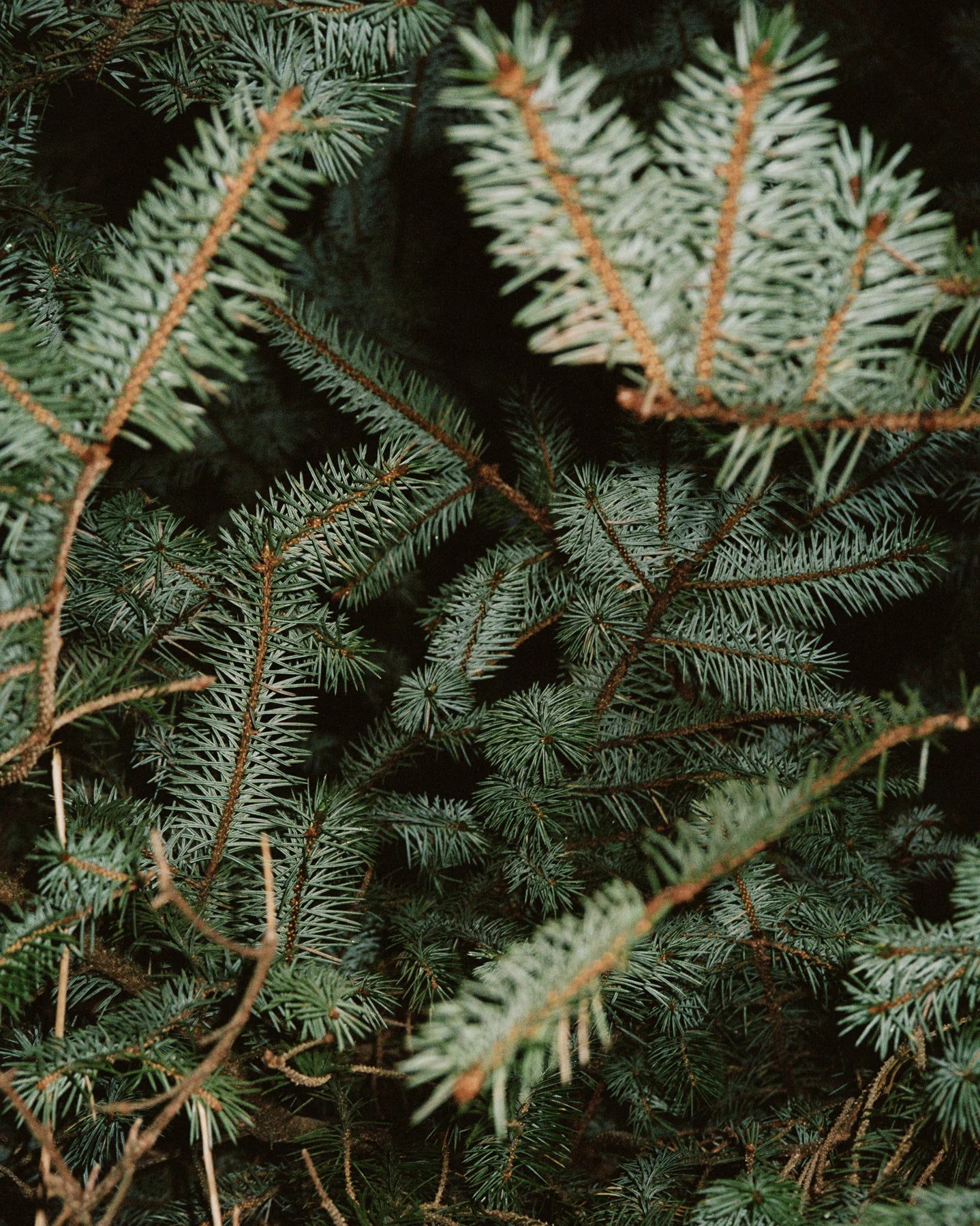 222 Hand & Body Wash - Spruce