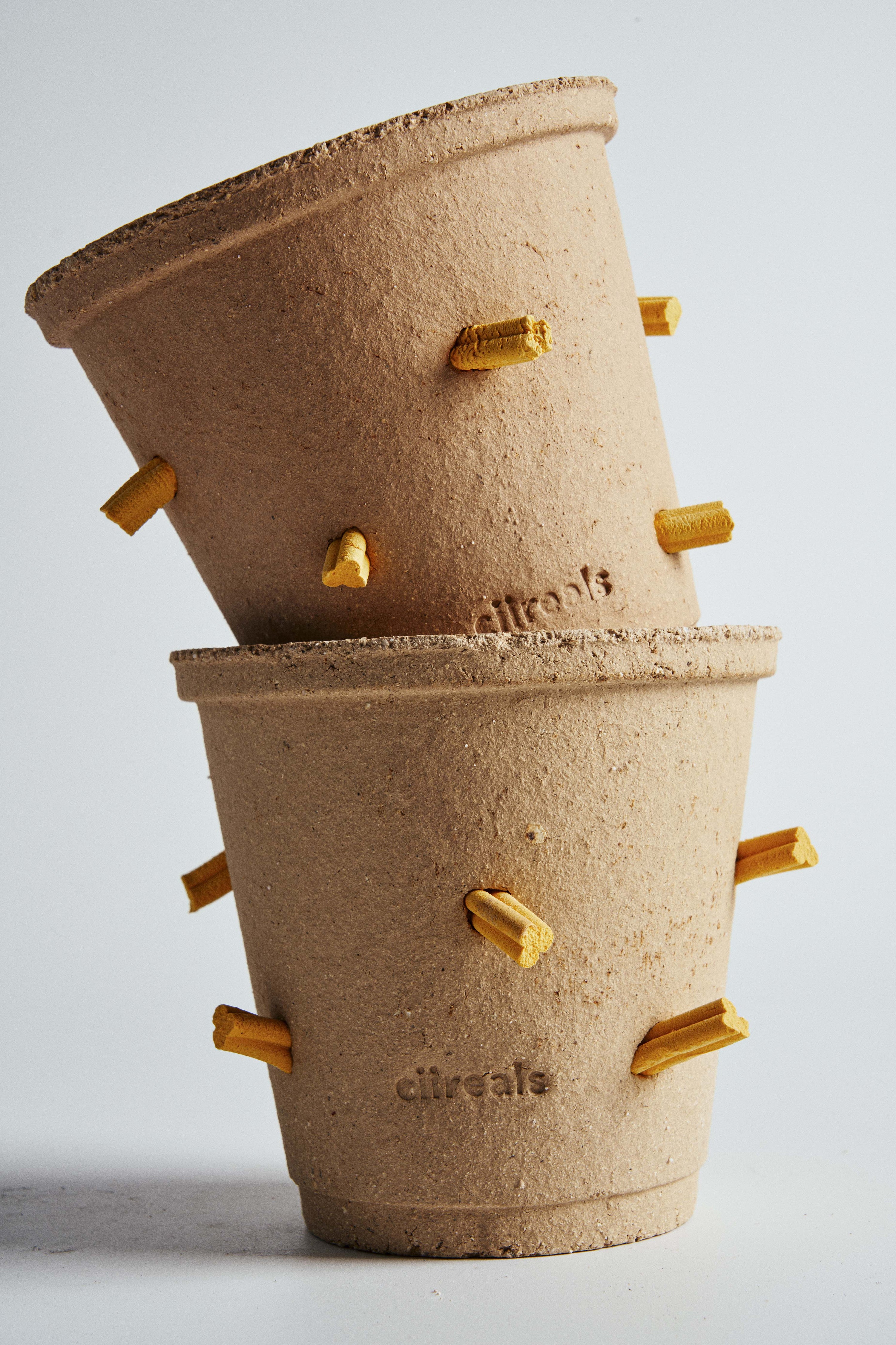 “Aerial Root!” Bonsai Pot