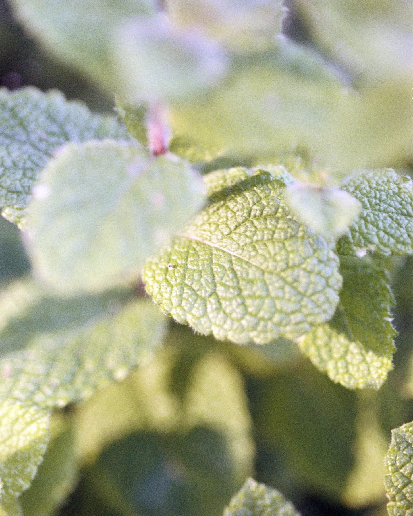 074 Hand and Body Wash - Cucumber Mint